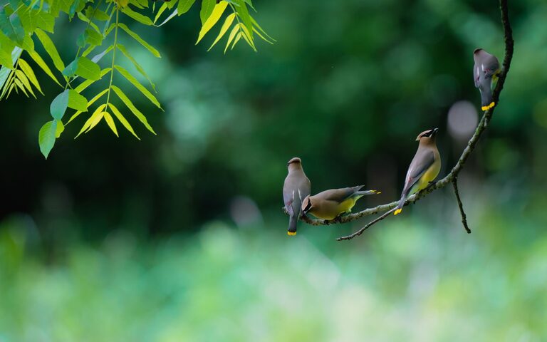 Beginner Tips for Backyard Birdwatching